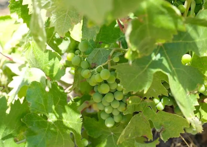 Charmante Maison De Village Dans Les Fenouilledes Σπίτι διακοπών *